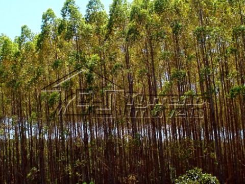 Área com Eucaliptos - Sul de MG